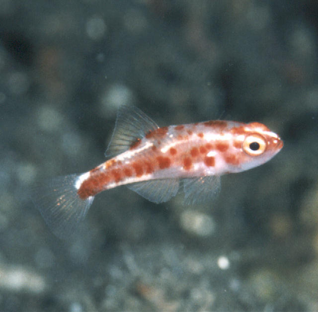 Trimma rubromaculatus